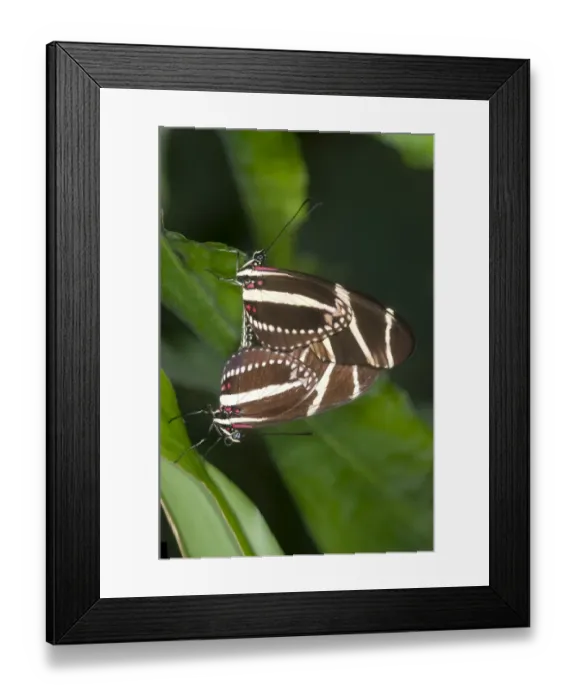 Framed Print : Zebra Longwing Butterflies -Heliconius charithonia-, mating, Kerzers, Switzerland Framed Print : Zebra Longwing Butterflies -Heliconius charithonia-, mating, Kerzers, Switzerland