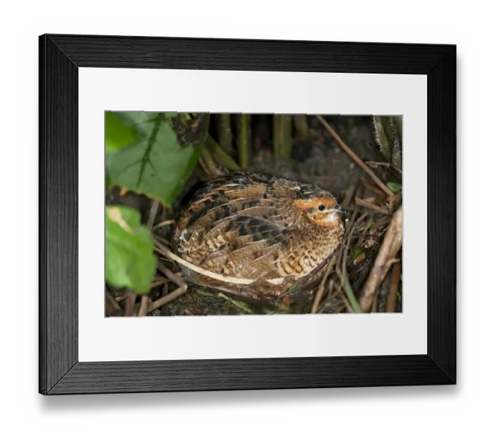 Framed Print : King Quail or Chinese Painted Quail -Coturnix chinensis-, brooding female, Asien, Kerzers, Switzerland Framed Print : King Quail or Chinese Painted Quail -Coturnix chinensis-, brooding female, Asien, Kerzers, Switzerland