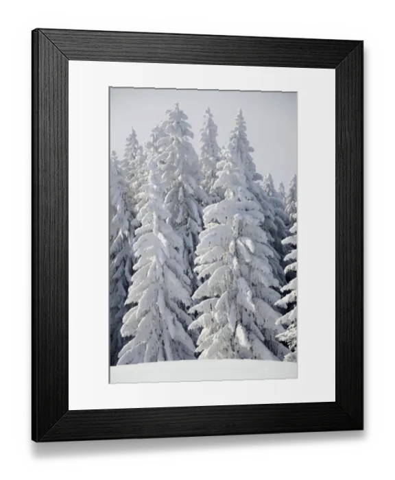 Framed Print : Snow-covered pine trees, Spruces -Picea abies- in a winter forest, near Elbach, Leitzachtal, Bavaria, Germany, Europe Framed Print : Snow-covered pine trees, Spruces -Picea abies- in a winter forest, near Elbach, Leitzachtal, Bavaria, Germany, Europe