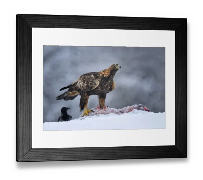 Framed Print : Golden Eagle -Aquila chrysaetos- with bait and a Hooded Crow -Corvus corone cornix- during a blizzard, Kainuu, Utajarvi, Nordfinnland, Finland Framed Print : Golden Eagle -Aquila chrysaetos- with bait and a Hooded Crow -Corvus corone cornix- during a blizzard, Kainuu, Utajarvi, Nordfinnland, Finland