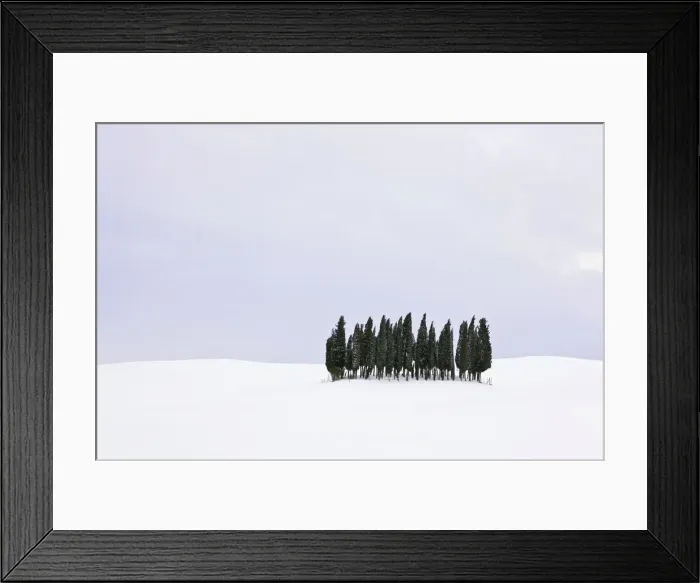 Framed Print : Group of cypress trees -Cupressus- in the snow, San Quirico dOrcia, Tuscany, Italy, Europe Framed Print : Group of cypress trees -Cupressus- in the snow, San Quirico dOrcia, Tuscany, Italy, Europe