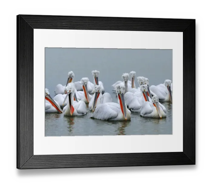 Framed Print : Dalmatian Pelicans -Pelecanus crispus-, Lake Kerkini, Greece, Europe Framed Print : Dalmatian Pelicans -Pelecanus crispus-, Lake Kerkini, Greece, Europe