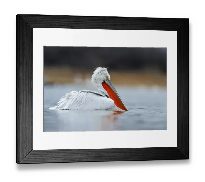 Framed Print : Dalmatian Pelican -Pelecanus crispus-, Lake Kerkini, Greece, Europe Framed Print : Dalmatian Pelican -Pelecanus crispus-, Lake Kerkini, Greece, Europe