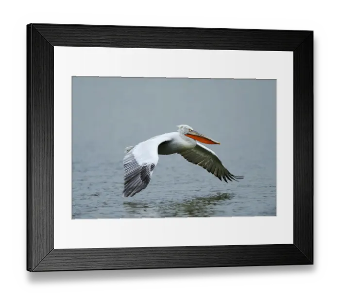 Framed Print : Dalmatian Pelican -Pelecanus crispus-, approaching to land on Lake Kerkini, Greece, Europe Framed Print : Dalmatian Pelican -Pelecanus crispus-, approaching to land on Lake Kerkini, Greece, Europe