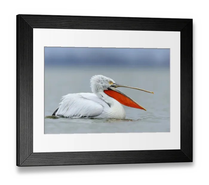 Framed Print : Dalmatian Pelican -Pelecanus crispus- with an open beak, on Lake Kerkini, Greece, Europe