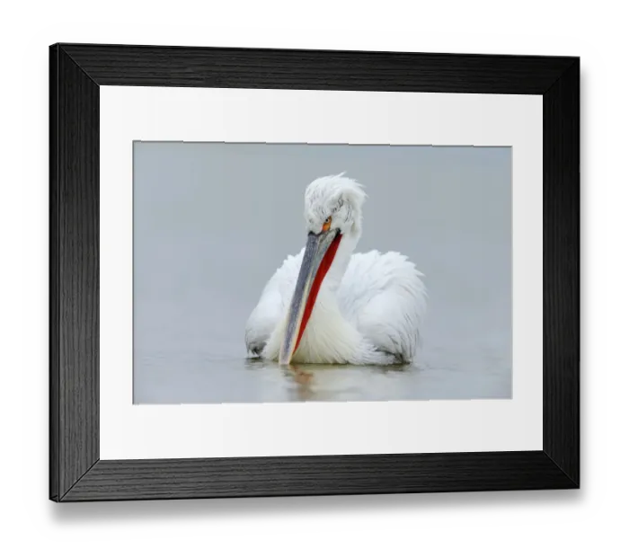 Framed Print : Dalmatian Pelican -Pelecanus crispus-, Lake Kerkini, Greece, Europe Framed Print : Dalmatian Pelican -Pelecanus crispus-, Lake Kerkini, Greece, Europe
