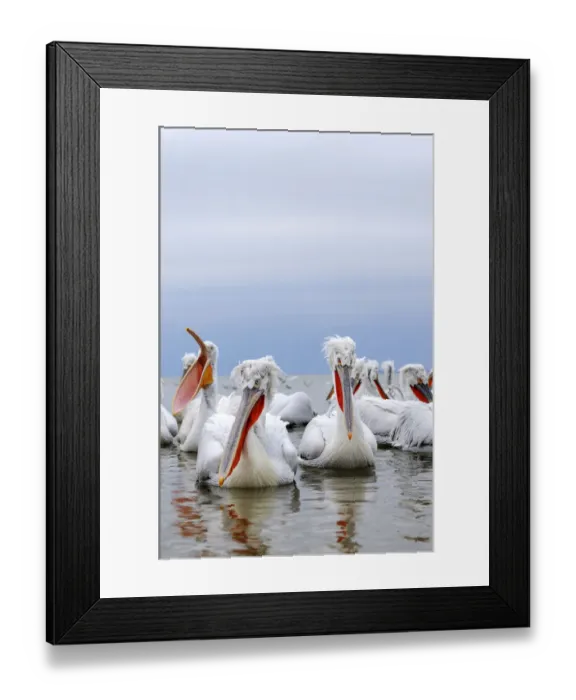 Framed Print : Dalmatian Pelicans -Pelecanus crispus-, on the shore of Lake Kerkini, Greece, Europe Framed Print : Dalmatian Pelicans -Pelecanus crispus-, on the shore of Lake Kerkini, Greece, Europe