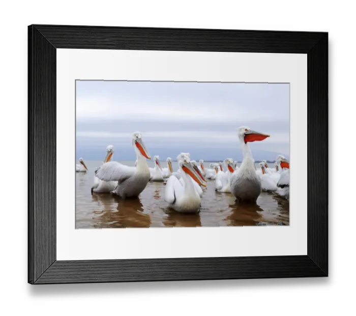 Framed Print : Dalmatian Pelicans -Pelecanus crispus-, Lake Kerkini, Greece, Europe