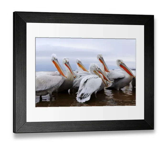 Framed Print : Dalmatian Pelicans -Pelecanus crispus-, Lake Kerkini, Greece, Europe Framed Print : Dalmatian Pelicans -Pelecanus crispus-, Lake Kerkini, Greece, Europe