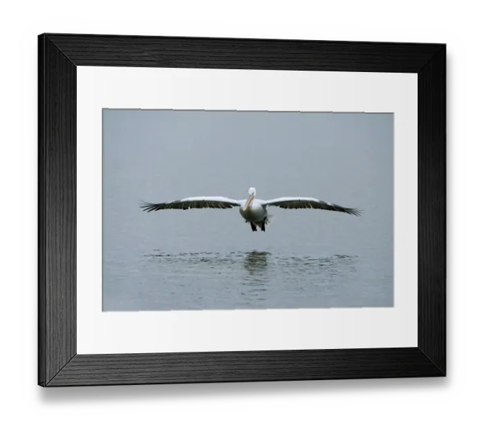 Framed Print : Dalmatian Pelican -Pelecanus crispus-, approaching to and on Lake Kerkini, Greece, Europe Framed Print : Dalmatian Pelican -Pelecanus crispus-, approaching to and on Lake Kerkini, Greece, Europe