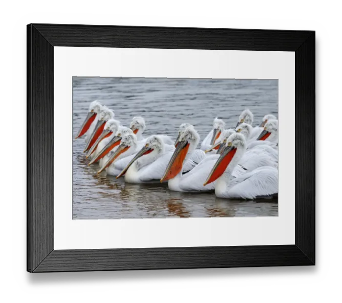 Framed Print : Dalmatian Pelicans -Pelecanus crispus-, in breeding plumage, Lake Kerkini, Greece, Europe Framed Print : Dalmatian Pelicans -Pelecanus crispus-, in breeding plumage, Lake Kerkini, Greece, Europe