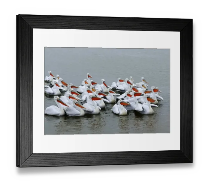 Framed Print : Dalmatian Pelicans -Pelecanus crispus-, Lake Kerkini, Greece, Europe Framed Print : Dalmatian Pelicans -Pelecanus crispus-, Lake Kerkini, Greece, Europe