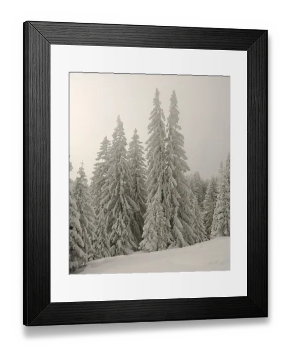 Framed Print : Snow-covered pine trees, Spruces -Picea abies- in a winter forest, near Elbach, Leitzachtal, Bavaria, Germany, Europe Framed Print : Snow-covered pine trees, Spruces -Picea abies- in a winter forest, near Elbach, Leitzachtal, Bavaria, Germany, Europe