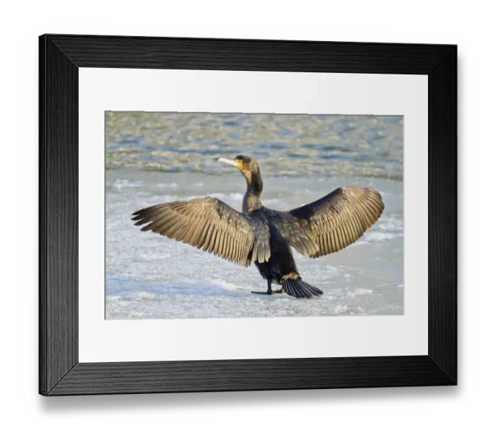 Framed Print : Great Cormorant -Phalacrocorax carbo- standing with outstretched wings on ice, North Hesse, Hesse, Germany Framed Print : Great Cormorant -Phalacrocorax carbo- standing with outstretched wings on ice, North Hesse, Hesse, Germany