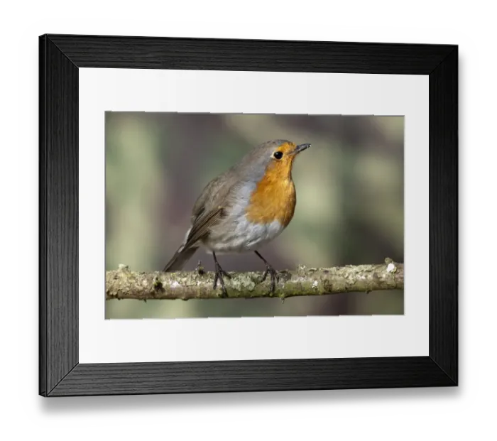 Framed Print : Robin -Erithacus rubecula-, Untergroeningen, Baden-Wuerttemberg, Germany, Europe Framed Print : Robin -Erithacus rubecula-, Untergroeningen, Baden-Wuerttemberg, Germany, Europe