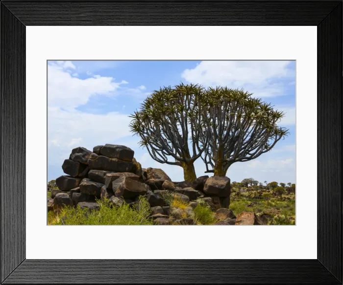 Framed Print : Quiver tree or Kokerboom -Aloe dichotoma-, Quiver Tree Forest, Namibia, Africa Framed Print : Quiver tree or Kokerboom -Aloe dichotoma-, Quiver Tree Forest, Namibia, Africa