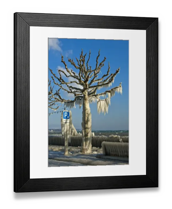 Framed Print : Tree coated with a thick layer of ice on promenade on Lake Geneva, Versoix, Canton of Geneva, Switzerland Framed Print : Tree coated with a thick layer of ice on promenade on Lake Geneva, Versoix, Canton of Geneva, Switzerland