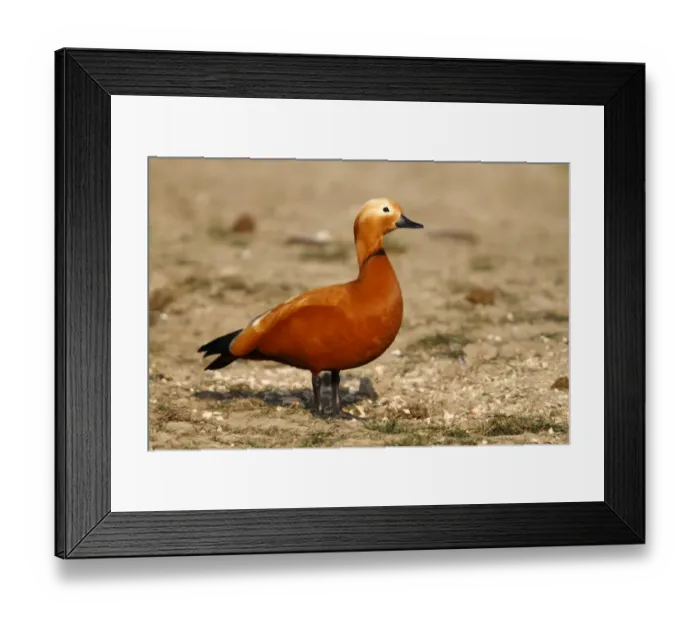 Framed Print : Ruddy Shelduck -Tadorna ferruginea-, male standing on a meadow, Bislicher Island, North Rhine-Westphalia, Germany, Europe Framed Print : Ruddy Shelduck -Tadorna ferruginea-, male standing on a meadow, Bislicher Island, North Rhine-Westphalia, Germany, Europe