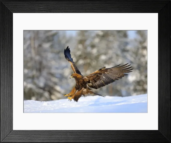 Framed Print : Golden Eagle -Aquila chrysaetos- in flight, landing at a bait place, Kainuu, Utajarvi, Nordfinnland, Finland Framed Print : Golden Eagle -Aquila chrysaetos- in flight, landing at a bait place, Kainuu, Utajarvi, Nordfinnland, Finland