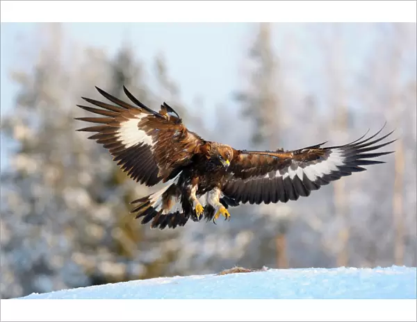 Golden Eagle -Aquila chrysaetos- in flight, landing at a bait place, Kainuu, Utajarvi, Nordfinnland, Finland