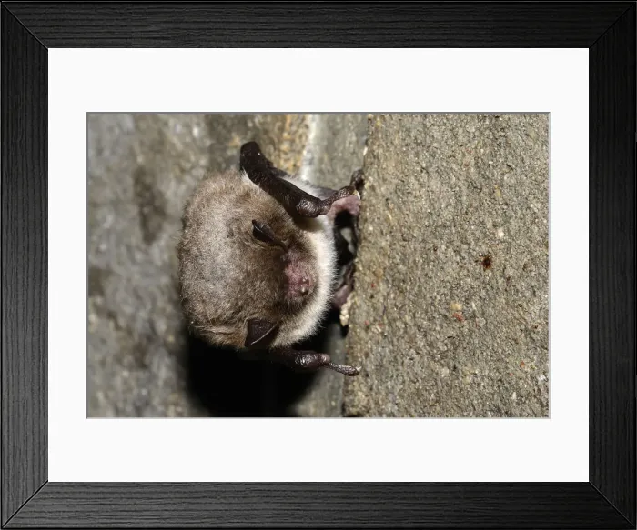 Framed Print : Daubentons Bat -Myotis daubentoni-, species in Annex IV of the Habitats Directive, in winter quarters, hibernating in a tunnel, Topor, Kiel, Schleswig-Holstein, Germany, Europe