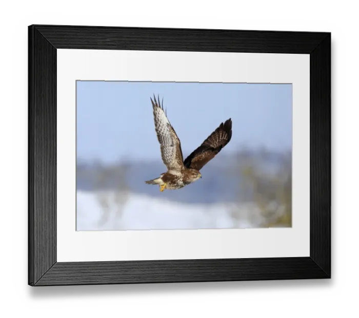 Framed Print : Common Buzzard -Buteo buteo- in flight over a snow-covered landscape, Swabian Alb biosphere reserve, Baden-Wurttemberg, Germany
