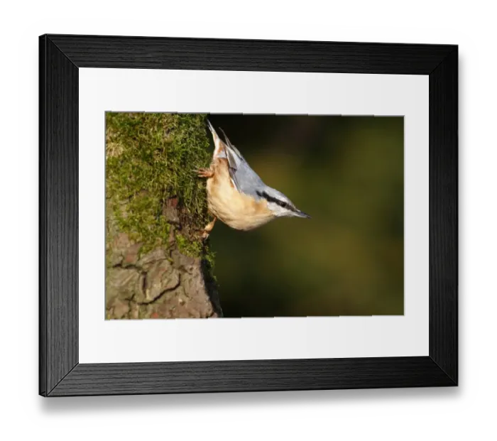 Framed Print : Nuthatch -Sitta europaea-, mature bird sitting on the mossy branch of an oak tree, Germany, Europe