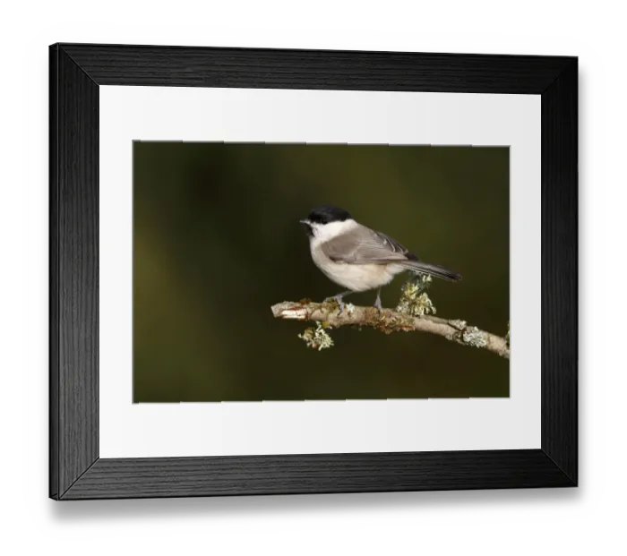 Framed Print : Willow Tit -Parus caeruleus- perched on a lichen-covered branch, Neunkirchen, Siegerland district, North Rhine-Westphalia, Germany, Europe Framed Print : Willow Tit -Parus caeruleus- perched on a lichen-covered branch, Neunkirchen, Siegerland district, North Rhine-Westphalia, Germany, Europe