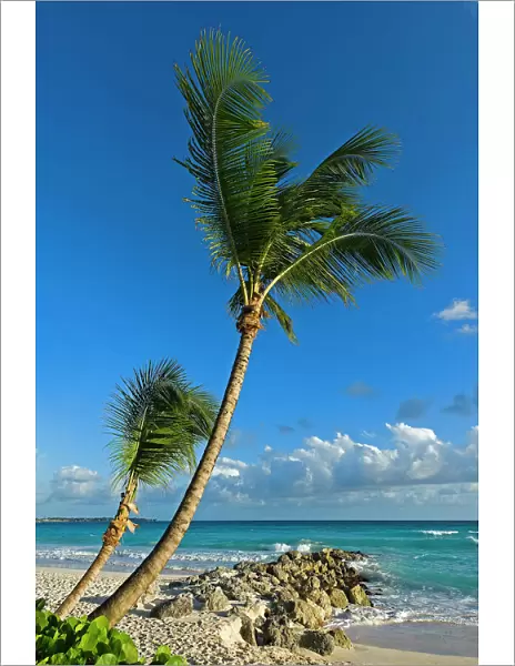 Palm trees on the beach, Saint Lawrence Gap, Barbados