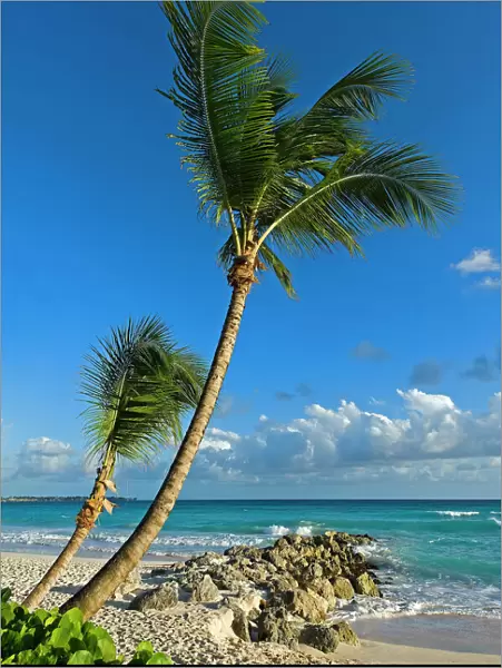 Palm trees on the beach, Saint Lawrence Gap, Barbados