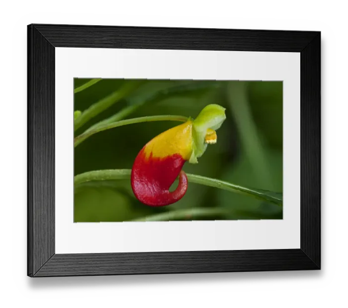Framed Print : Red and yellow flower of the Congo Cockatoo -Impatiens niamniamensis-, Lateinamerika Framed Print : Red and yellow flower of the Congo Cockatoo -Impatiens niamniamensis-, Lateinamerika