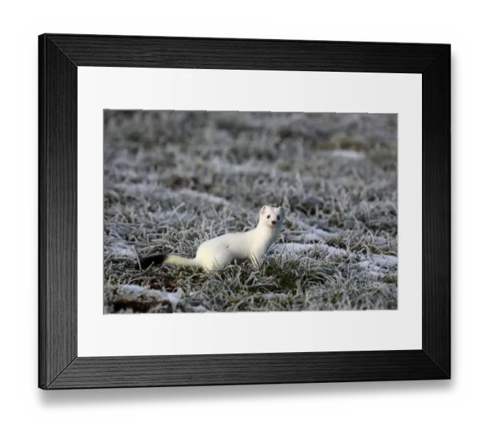 Framed Print : Ermine -Mustela erminea- in its winter coat on a hoarfrost-covered meadow, Allgaeu, Bavaria, Germany, Europe Framed Print : Ermine -Mustela erminea- in its winter coat on a hoarfrost-covered meadow, Allgaeu, Bavaria, Germany, Europe