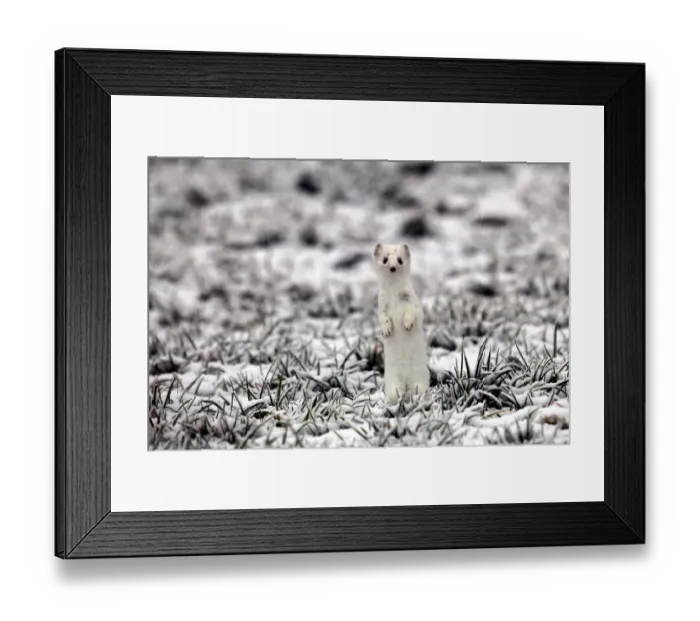Framed Print : Ermine -Mustela erminea- in its winter coat on a hoarfrost-covered meadow, Allgaeu, Bavaria, Germany, Europe