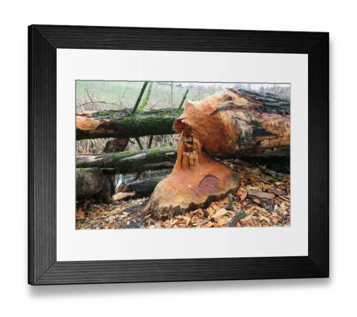 Framed Print : Goat Willow -Salix caprea- felled by beavers, Allgaeu, Bavaria, Germany, Europe Framed Print : Goat Willow -Salix caprea- felled by beavers, Allgaeu, Bavaria, Germany, Europe