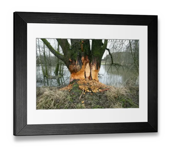 Framed Print : Goat Willow -Salix caprea- gnawed by beavers in a pond, Allgaeu, Bavaria, Germany, Europe Framed Print : Goat Willow -Salix caprea- gnawed by beavers in a pond, Allgaeu, Bavaria, Germany, Europe