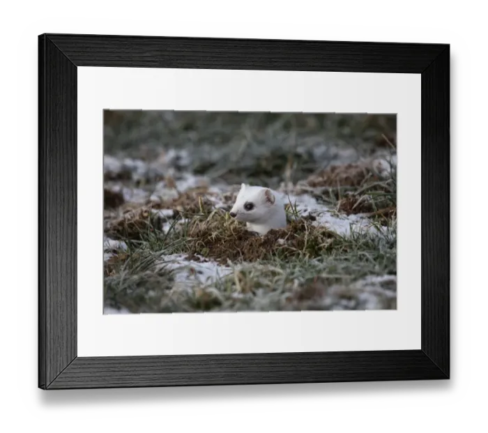 Framed Print : Ermine -Mustela erminea- in its winter coat, peering out of a burrow, Allgaeu, Bavaria, Germany, Europe Framed Print : Ermine -Mustela erminea- in its winter coat, peering out of a burrow, Allgaeu, Bavaria, Germany, Europe