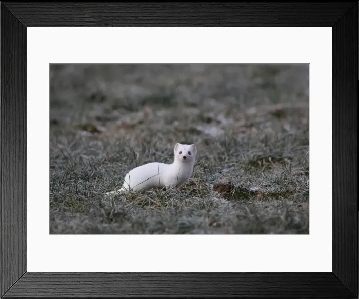 Framed Print : Ermine -Mustela erminea- in its winter coat, Allgaeu, Bavaria, Germany, Europe