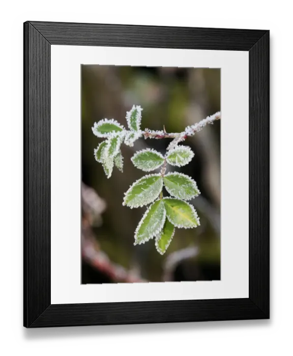 Framed Print : Dog rose -Rosa canina-, leaves with first hoar frost, Untergroeningen, Baden-Wuerttemberg, Germany, Europe Framed Print : Dog rose -Rosa canina-, leaves with first hoar frost, Untergroeningen, Baden-Wuerttemberg, Germany, Europe