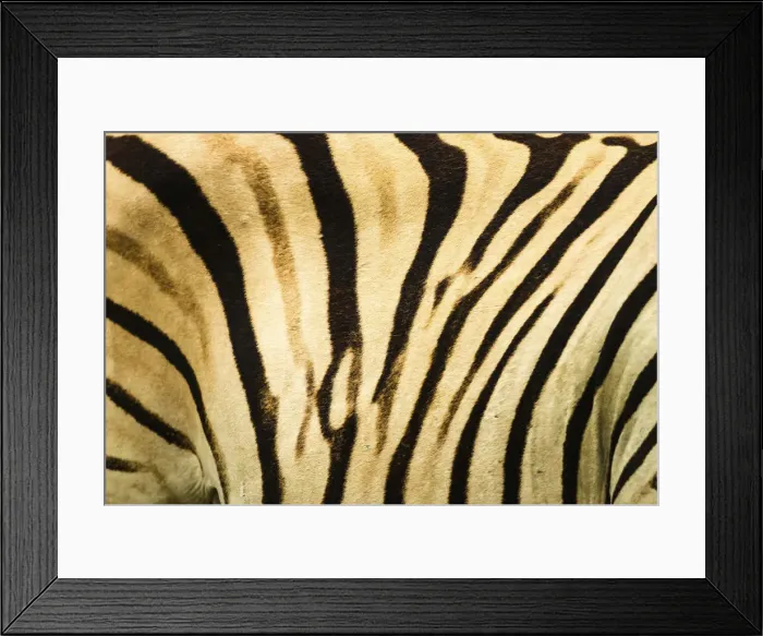 Framed Print : Plains Zebra -Equus quagga-, fur detail, Etosha National Park, Namibia, Africa Framed Print : Plains Zebra -Equus quagga-, fur detail, Etosha National Park, Namibia, Africa