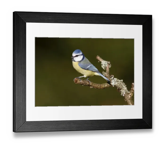 Framed Print : Blue Tit -Parus caeruleus- perched on a lichen-covered branch, Neunkirchen, Siegerland district, North Rhine-Westphalia, Germany, Europe Framed Print : Blue Tit -Parus caeruleus- perched on a lichen-covered branch, Neunkirchen, Siegerland district, North Rhine-Westphalia, Germany, Europe