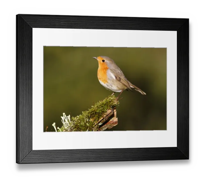 Framed Print : Robin -Erithacus rubecula- standing on moss, Neunkirchen, Siegerland district, North Rhine-Westphalia, Germany, Europe Framed Print : Robin -Erithacus rubecula- standing on moss, Neunkirchen, Siegerland district, North Rhine-Westphalia, Germany, Europe