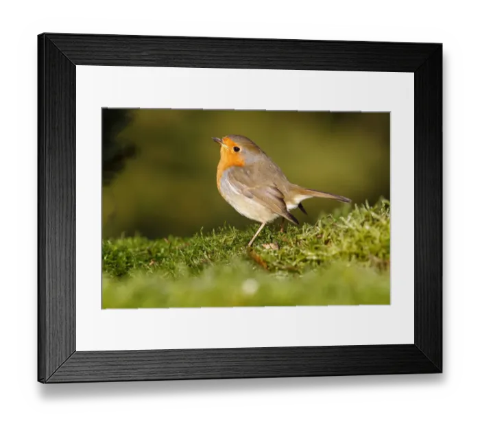 Framed Print : Robin -Erithacus rubecula- standing on moss, Neunkirchen, Siegerland district, North Rhine-Westphalia, Germany, Europe Framed Print : Robin -Erithacus rubecula- standing on moss, Neunkirchen, Siegerland district, North Rhine-Westphalia, Germany, Europe