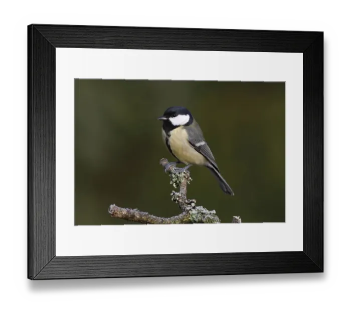Framed Print : Great Tit -Parus montanus- perched on a branch, Neunkirchen, Siegerland district, North Rhine-Westphalia, Germany, Europe Framed Print : Great Tit -Parus montanus- perched on a branch, Neunkirchen, Siegerland district, North Rhine-Westphalia, Germany, Europe