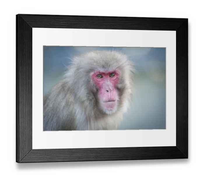 Framed Print : Red-faced Macaque -Macaca fuscata-, portrait, captive Framed Print : Red-faced Macaque -Macaca fuscata-, portrait, captive