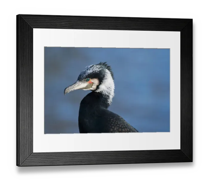 Framed Print : Cormorant -Phalacrocorax carbo-, portrait, captive Framed Print : Cormorant -Phalacrocorax carbo-, portrait, captive