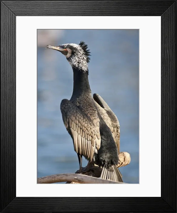 Framed Print : Cormorant -Phalacrocorax carbo-, captive Framed Print : Cormorant -Phalacrocorax carbo-, captive