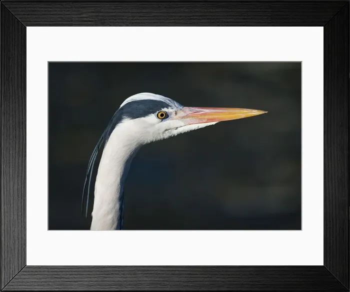 Framed Print : Grey Heron -Ardea cinerea-, portrait, captive Framed Print : Grey Heron -Ardea cinerea-, portrait, captive