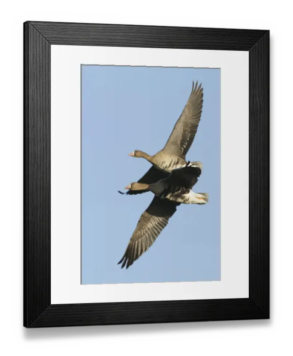 Framed Print : Two flying Greater white-fronted Geese -Anser albifrons-, Bislicher Insel, Wesel, Lower Rhine region, North Rhine-Westphalia, Germany Framed Print : Two flying Greater white-fronted Geese -Anser albifrons-, Bislicher Insel, Wesel, Lower Rhine region, North Rhine-Westphalia, Germany