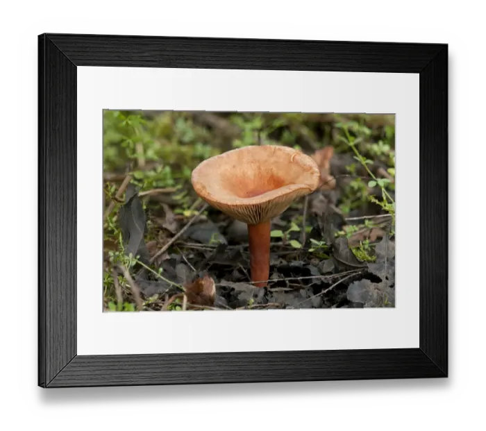 Framed Print : Liver Milkcap -Lactarius hepaticus-, mycorrhizal fungus, inedible Framed Print : Liver Milkcap -Lactarius hepaticus-, mycorrhizal fungus, inedible