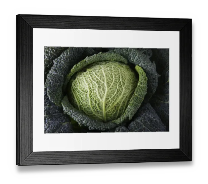 Framed Print : Savoy cabbage -Brassica oleracea convar. Capitata var. sabauda L. - Framed Print : Savoy cabbage -Brassica oleracea convar. Capitata var. sabauda L. -